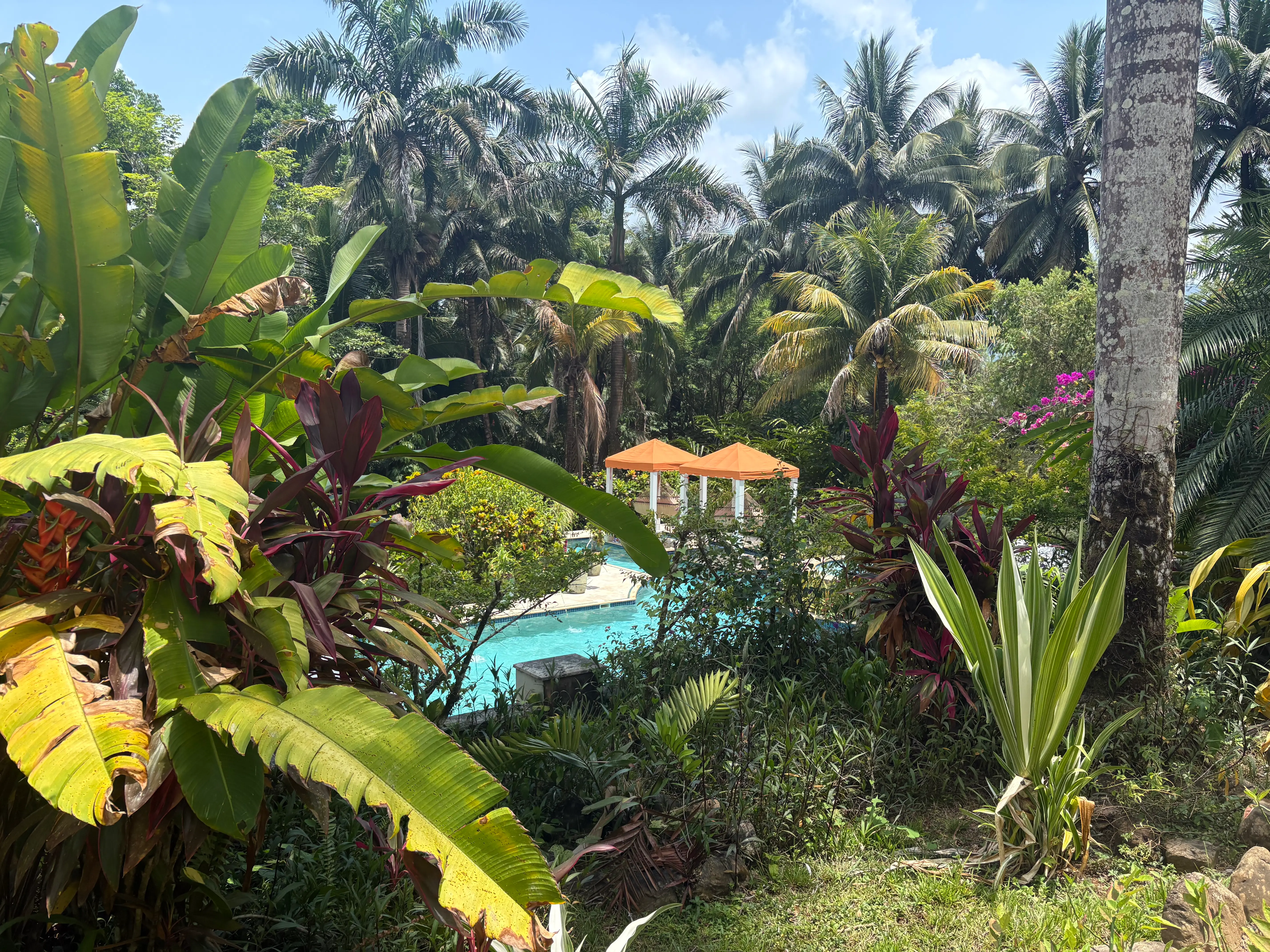 Swimming pool surrounded by jungle at Sleeping Giant Resort